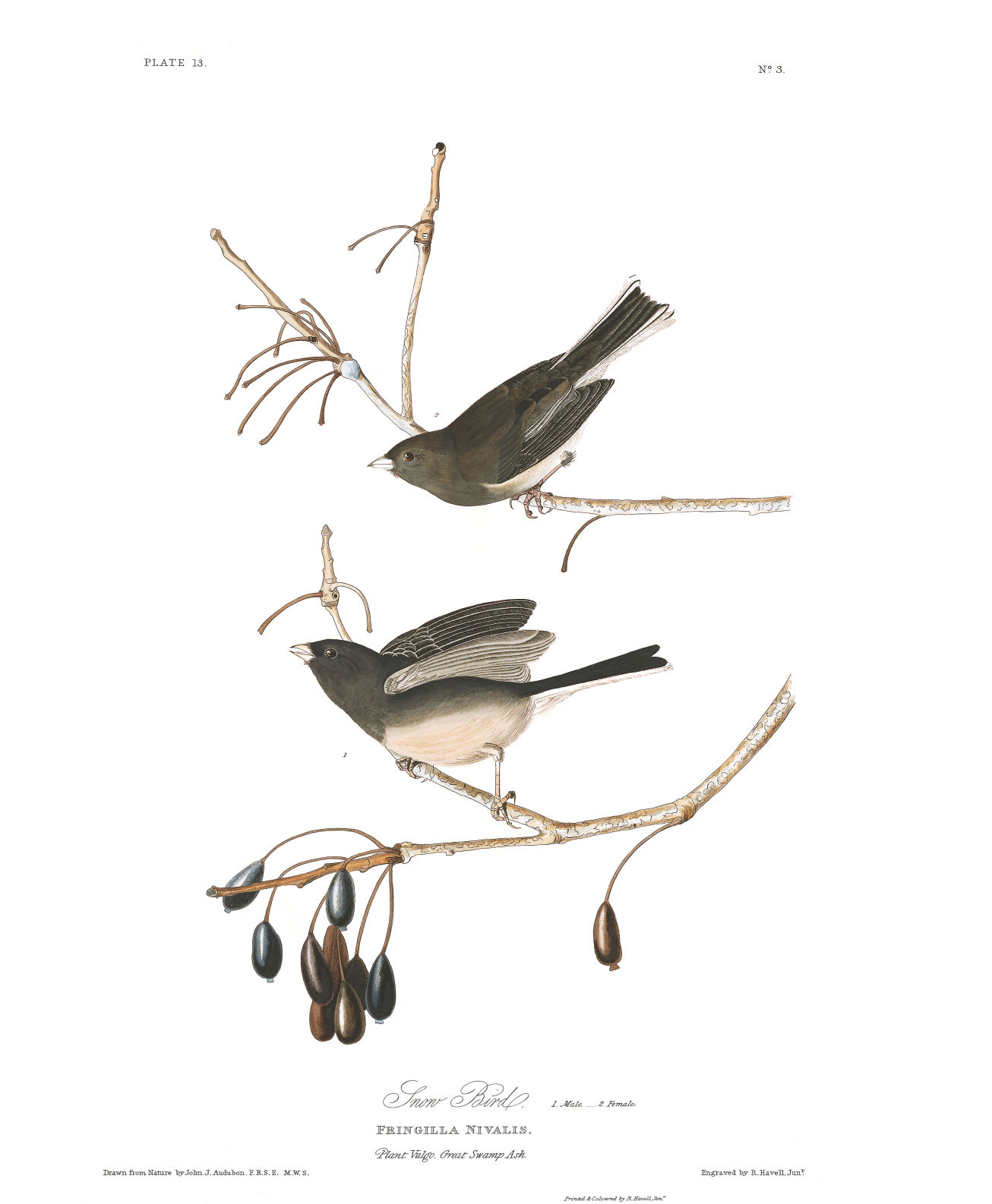 Dark-eyed Junco